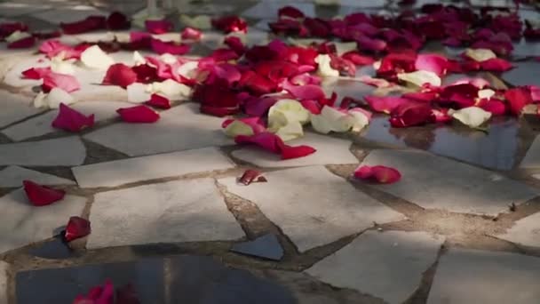 Vermelho, branco, pétalas de flor de rosa que colocam no asfalto cinza na tarde ensolarada . — Vídeo de Stock