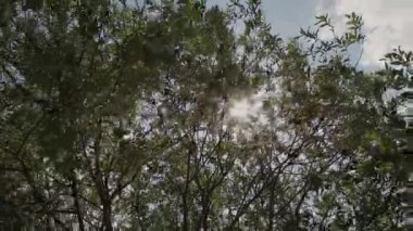 Güneş içinde çam dalları ve yaprakları ağaçların güneş parlayan Forest.Sunbeams ahşap ile hareket halinde bırakır. Güneş Peaking ile Branches.Sun ışınları çam ormanı steadycam içinde hareket