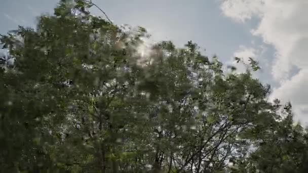 Soleil Rayons de soleil à travers les branches et les feuilles d'arbres dans la forêt de pins. Rayons de soleil à travers les feuilles de bois en mouvement. Soleil culminant à travers les branches.Rayons de soleil dans la forêt de pins mouvement steadycam 