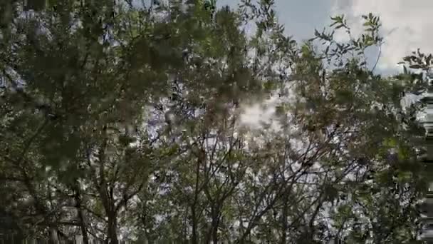 Sonnenstrahlen durch Äste und Blätter von Bäumen in Kiefernwäldern. Sonnenstrahlen durch Holzblätter in Bewegung. Sonnenstrahlen im Kiefernwald Schwebestativ bewegen — Stockvideo