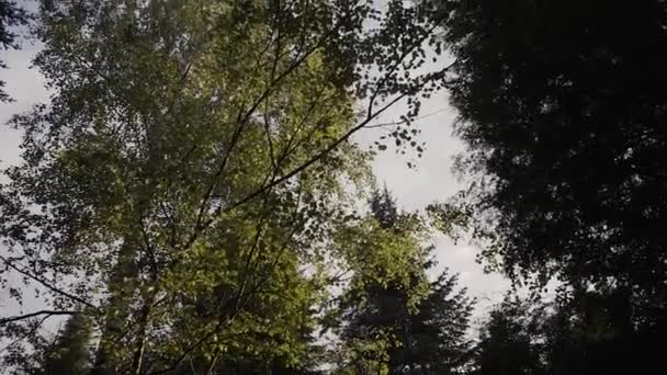 Soleil Rayons de soleil à travers les branches et les feuilles d'arbres dans la forêt de pins. Rayons de soleil à travers les feuilles de bois en mouvement. Soleil culminant à travers les branches.Rayons de soleil dans la forêt de pins mouvement steadycam 