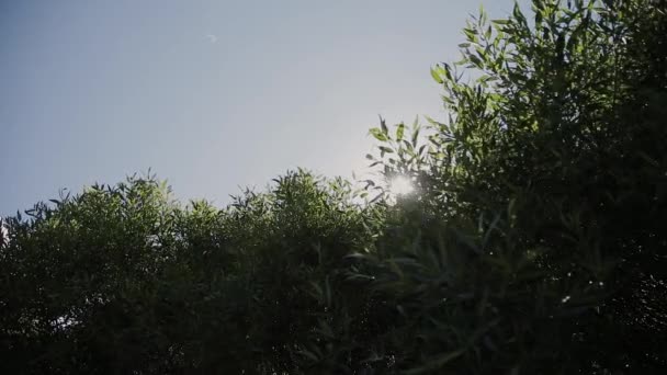 Solen skiner solstrålar genom grenar och blad av träd i Pine Forest.Sunbeams genom trä lämnar i rörelse. Solen topp genom Branches.Sun strålar i pine forest steadycam flytta — Stockvideo