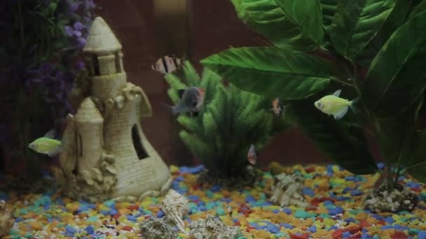 Hermosos peces de diferentes tamaños nadan en agua transparente del acuario. Colorido acuario tanque lleno de piedras, ramas de madera, algas marinas y bomba de aire que proporciona burbujas de oxígeno para los peces — Vídeo de stock