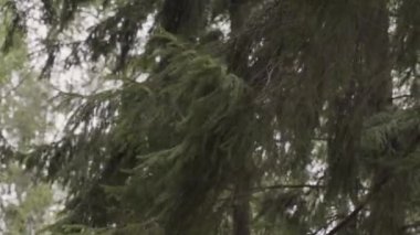 Güneşli bir günde yeşil Ladin dallarında.