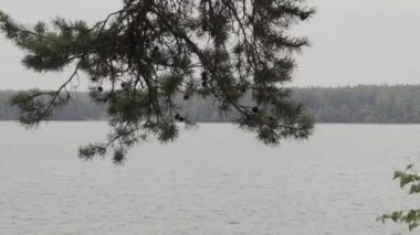 Yeşil elma bahçesinde ağaç dal. Akşam yağmur sonra elma ağacı. Atış kaydırma