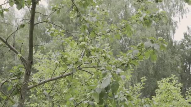 정원에서 나무 가지에 녹색 사과. 저녁에 비가 후 사과 나무입니다. 패닝 샷 — 비디오