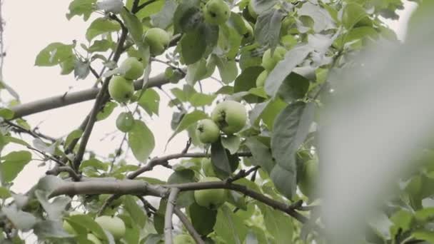 Green apples on a tree branch in the garden. Apple tree after the rain in the evening. Panning shot — Stock Video
