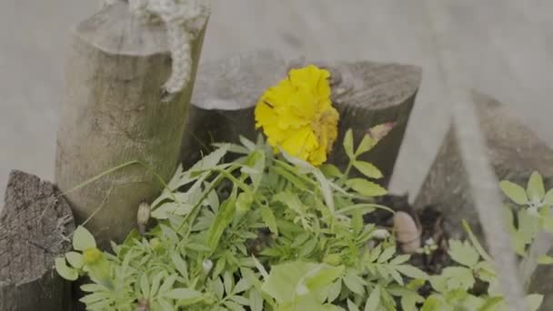 Bela flor amarela em um pote de madeira . — Vídeo de Stock