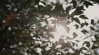 Güneş içinde çam dalları ve yaprakları ağaçların güneş parlayan Forest.Sunbeams ahşap ile hareket halinde bırakır. Güneş Peaking ile Branches.Sun ışınları çam ormanı steadycam içinde hareket
