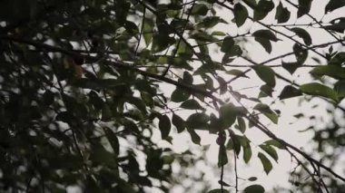 Güneş içinde çam dalları ve yaprakları ağaçların güneş parlayan Forest.Sunbeams ahşap ile hareket halinde bırakır. Güneş Peaking ile Branches.Sun ışınları çam ormanı steadycam içinde hareket