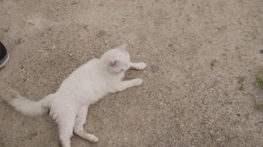 Kum üzerine yalan beyaz güzel kedi.