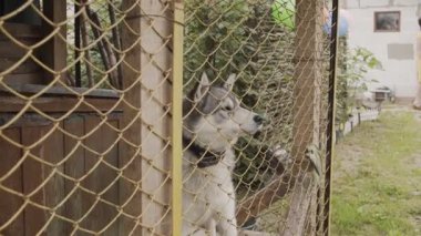 Büyük bir kafes içinde güzel dış yapraklar.