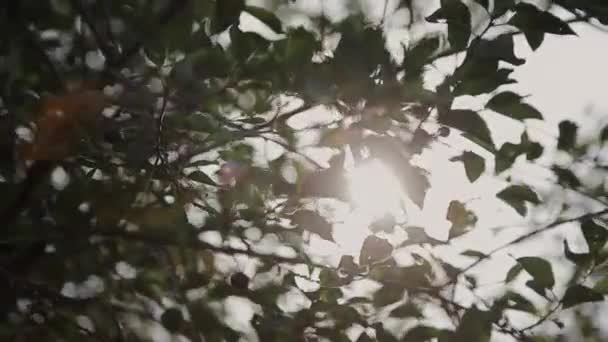 Sonnenstrahlen durch Äste und Blätter von Bäumen in Kiefernwäldern. Sonnenstrahlen durch Holzblätter in Bewegung. Sonnenstrahlen im Kiefernwald Schwebestativ bewegen — Stockvideo
