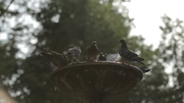 Las palomas en el parque vuelan y beben agua de la fuente. Hermosas palomas grises — Vídeos de Stock