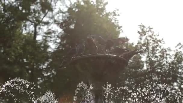 Las palomas en el parque vuelan y beben agua de la fuente. Hermosas palomas grises — Vídeo de stock