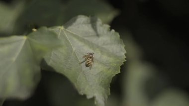 Makro ve yavaş hareket bir yaprak üzerinde yürüyüş sırasında bir Wasp aramaya gıda.