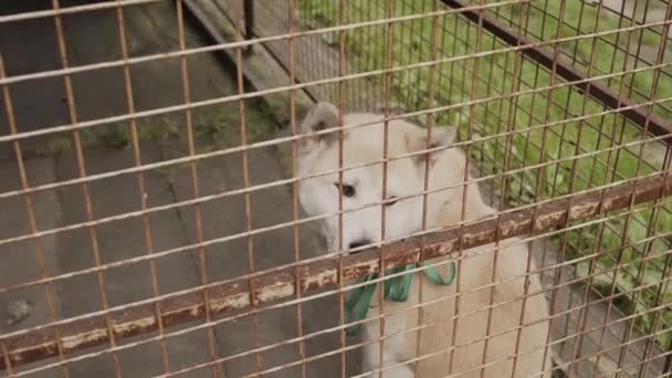 Vackra husky i en stor bur. — Stockvideo