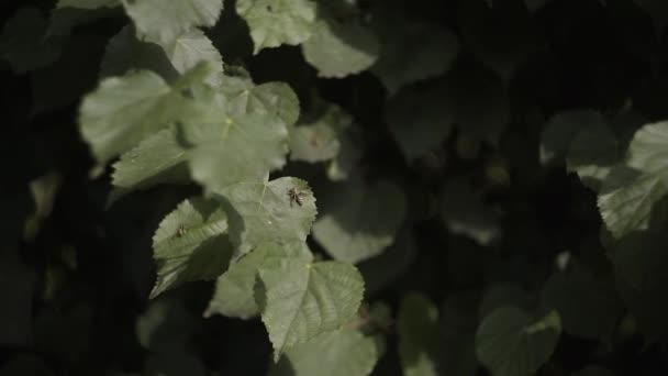 Macro y cámara lenta de una avispa buscando comida mientras camina sobre una hoja . — Vídeos de Stock