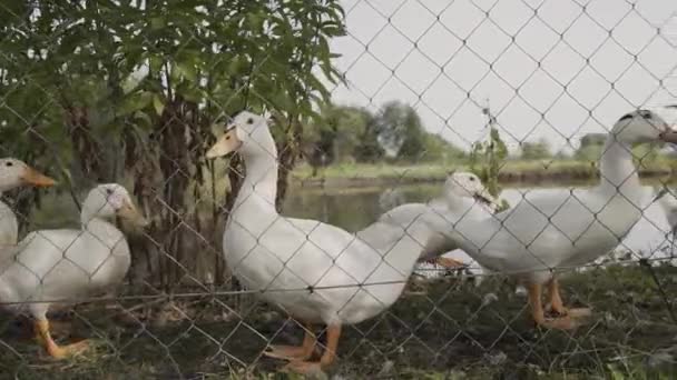 Λευκό εγχώρια χήνες πίσω από το φράχτη, κοντά στη λίμνη. — Αρχείο Βίντεο