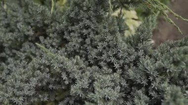 Güneşli bir günde yeşil Ladin dallarında.