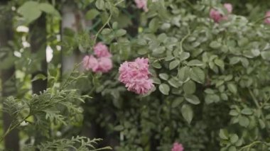 Bir flowerbed üzerinde pembe bir gül çiçek yakın çekim.
