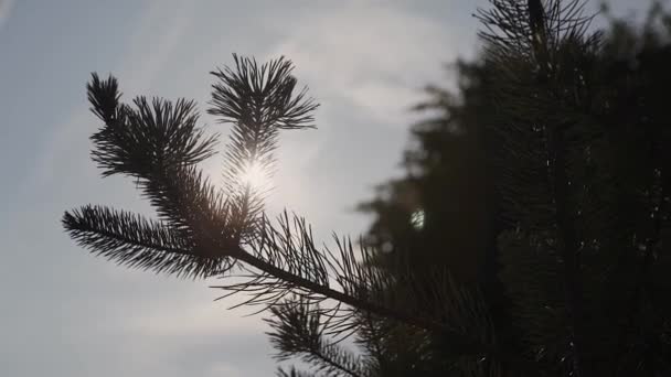 Soleil Rayons de soleil à travers les branches et les feuilles d'arbres dans la forêt de pins. Rayons de soleil à travers les feuilles de bois en mouvement. Soleil culminant à travers les branches.Rayons de soleil dans la forêt de pins mouvement steadycam — Video