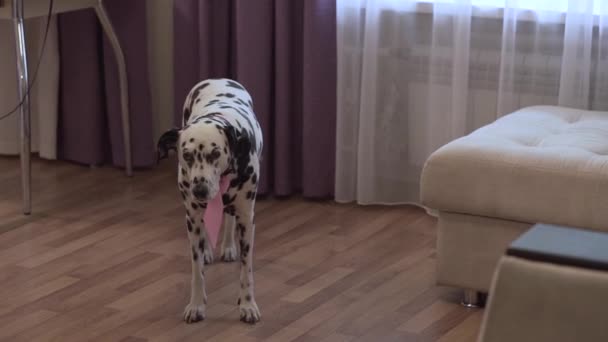 Very beautiful Dalmatians with a bow walking around the apartment. — Stock Video