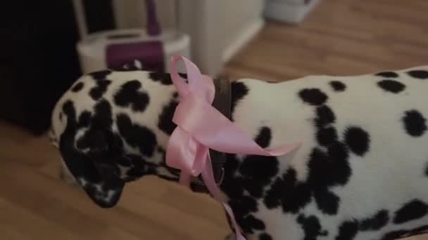 Very beautiful Dalmatians with a bow walking around the apartment. — Stock Video