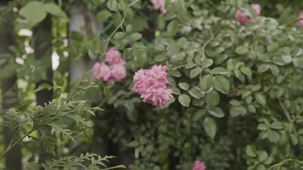 Close up of a pink rose flower on a flowerbed. — Stock Video