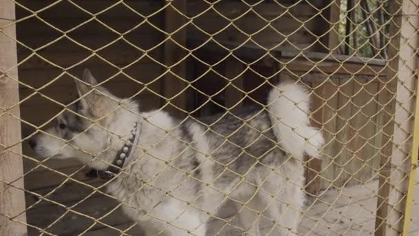 Beautiful husky in a large cage. — Stock Video