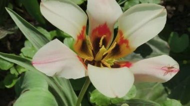 White beautiful lily on flowerbed on a sunny day.