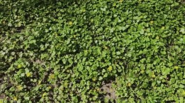 Sarı çiçeklerle yeşil glade.