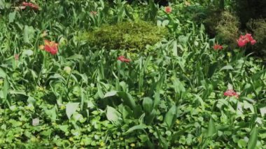 Çiçek yatağında çok güzel kırmızı laleler.