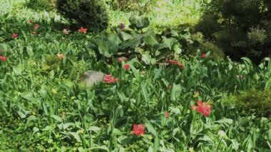 Çiçek yatağında çok güzel kırmızı laleler.