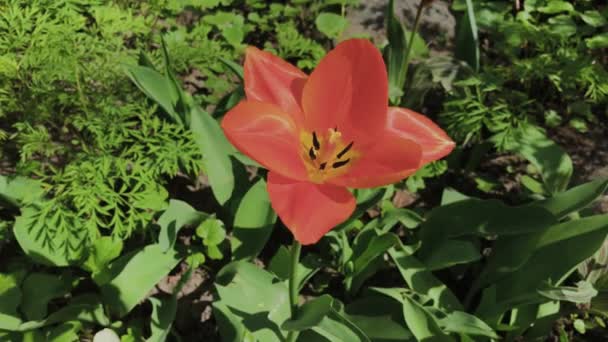 Eenzame rode tulp op groen gras op een zonnige dag. — Stockvideo