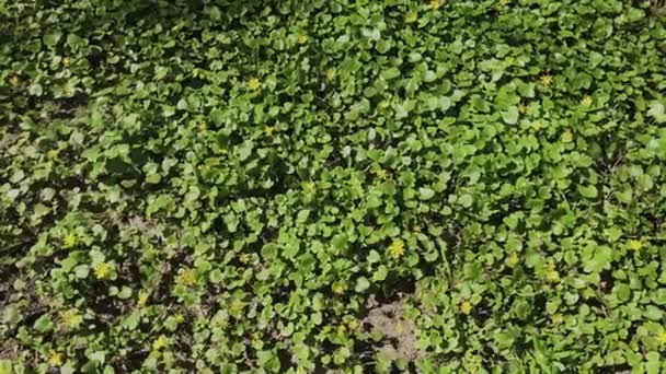 Glade verte aux fleurs jaunes .