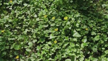 Sarı çiçeklerle yeşil glade.