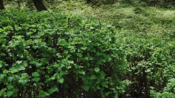 Vackra gröna blad på en buske på en solig dag. — Stockvideo