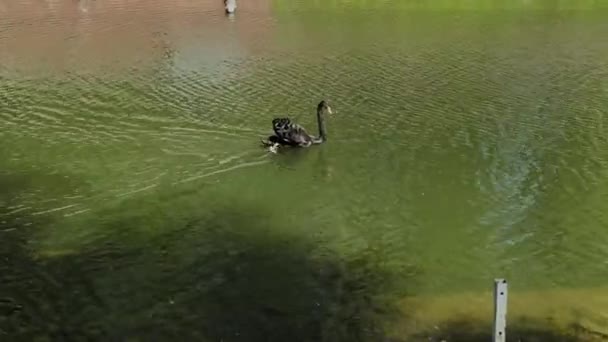 Ein schöner schwarzer Schwan schwimmt entlang eines verlassenen Kanals. — Stockvideo