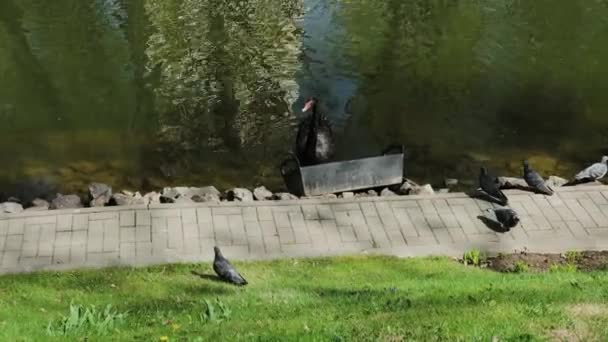 Een mooie zwarte zwaan is het eten van een ijzeren tank op het meer, duiven zitten rond. — Stockvideo