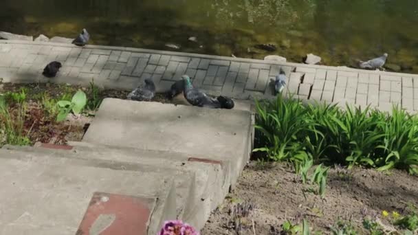 市の鳩は晴れた日に湖のほとりに座る. — ストック動画