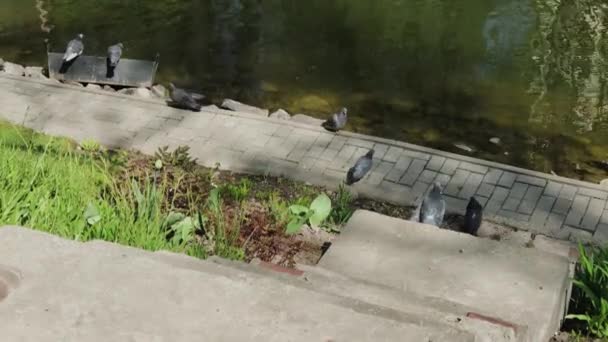 Palomas de la ciudad se sientan en la orilla de un lago en un día soleado . — Vídeos de Stock