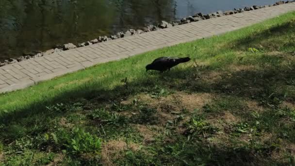 Stads duif wandelen op het gras bij de vijver. — Stockvideo