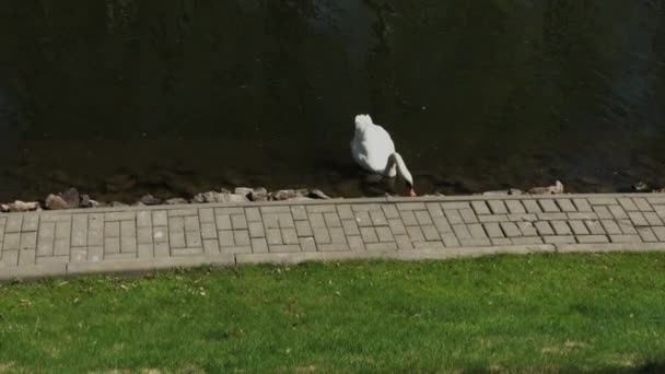 Witte zwaan zwemt over een verlaten reservoir. — Stockvideo