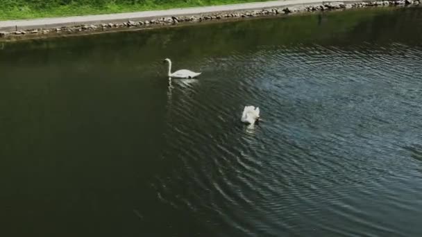 Two white swans swim in an abandoned pond. — Stock Video