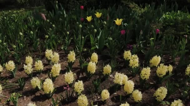 Красива клумба з квітами в міському парку . — стокове відео