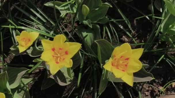 Εικόνες από όμορφες πολύχρωμες κίτρινες τουλίπες άνθη ανθίζουν στον κήπο άνοιξη. Διακοσμητική τουλίπα ανθίζει την άνοιξη. Η ομορφιά της φύσης. — Αρχείο Βίντεο