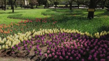 Şehir parkında çiçeklerle güzel çiçek tarhı.
