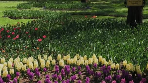 Mooi bloembed met bloemen in het stadspark. — Stockvideo