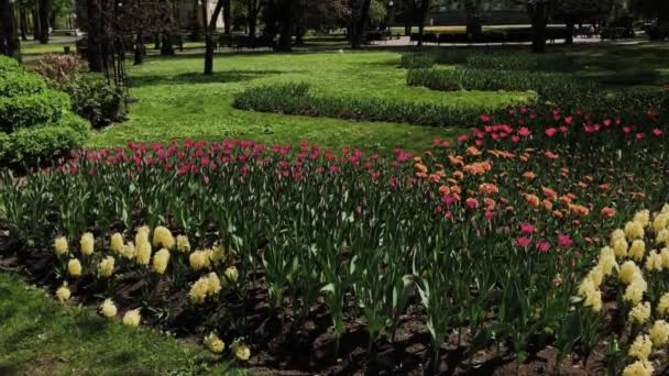 Vacker blomsteräng med blommor i stadsparken. — Stockvideo